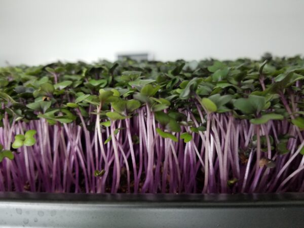 Red Cabbage - Image 7