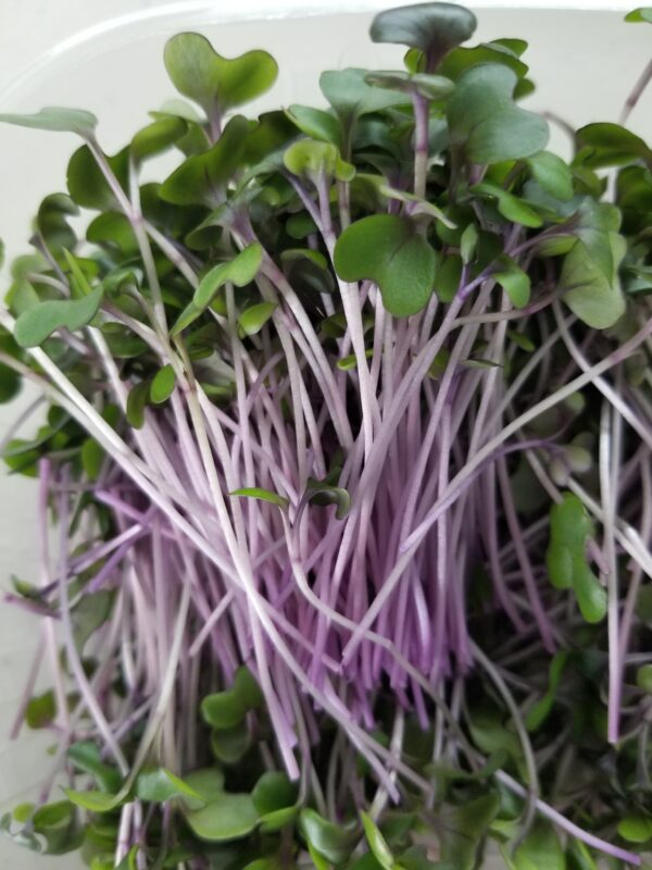 Red Cabbage - Image 6