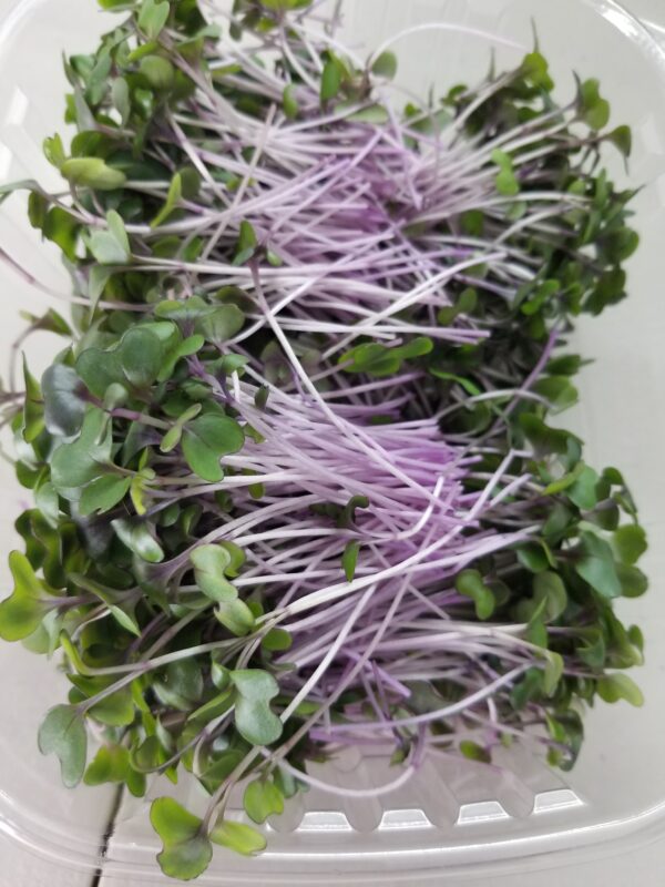 Red Cabbage - Image 5