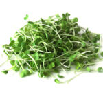 Arugula micro greens sprouts isolated on white background. Healthy eating micro greens concept