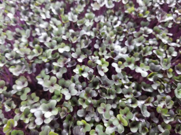 Red Cabbage - Image 2