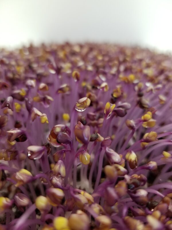 Red Cabbage - Image 4