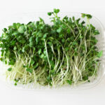 Microgreen daikon radish