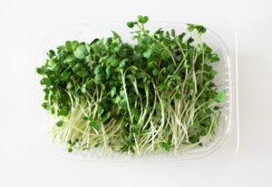 Daikon Radish