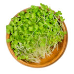 Broccoli sprouts in a wooden bowl. Raw and fresh microgreens, green seedlings, young plants and cotyledons of Brassica oleracea, a cabbage plant. Close-up, from above, over white, isolated food photo.