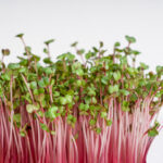 Side view of microgreens of garden radish which is super food full of vitamins,  carotenoids and minerals good for healthy detox eating and dieting used as a nutrition supplement. Horizontal