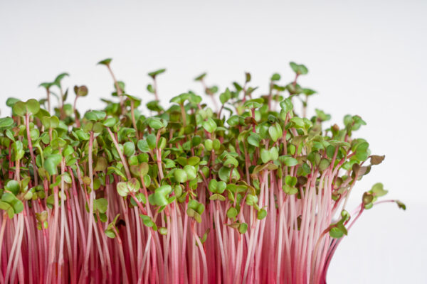 China Rose Radish