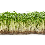 Close up fresh green arugula microgreens sprouts on drainage compost isolated on white background, low angle side view