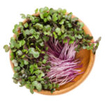 Red cabbage sprouts in wooden bowl.