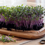 Red cabbage microgreens grown indoors in soil