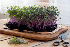 Red Cabbage