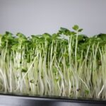 Broccoli Brassica Blend_side shot