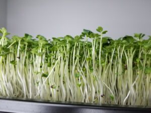 Broccoli Brassica Blend