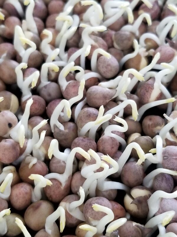 Speckled Pea - Image 2