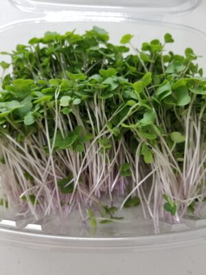 Organic Kale