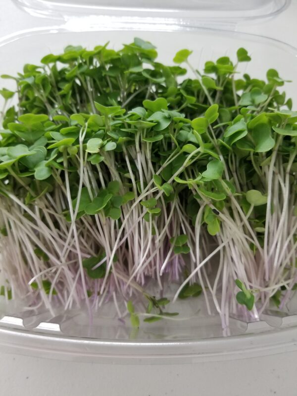 Organic Kale