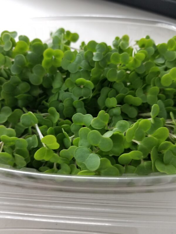 Organic Kale - Image 2